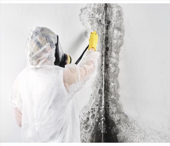 Removal of black fungus in the apartment and house.