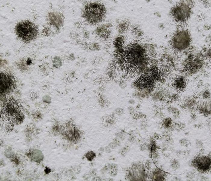 4 Types of Mold You May See in Your Home SERVPRO of East Central Cincinnati