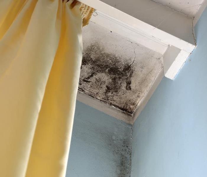 Mold growth on ceiling.